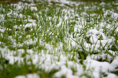 snow on artificial grass