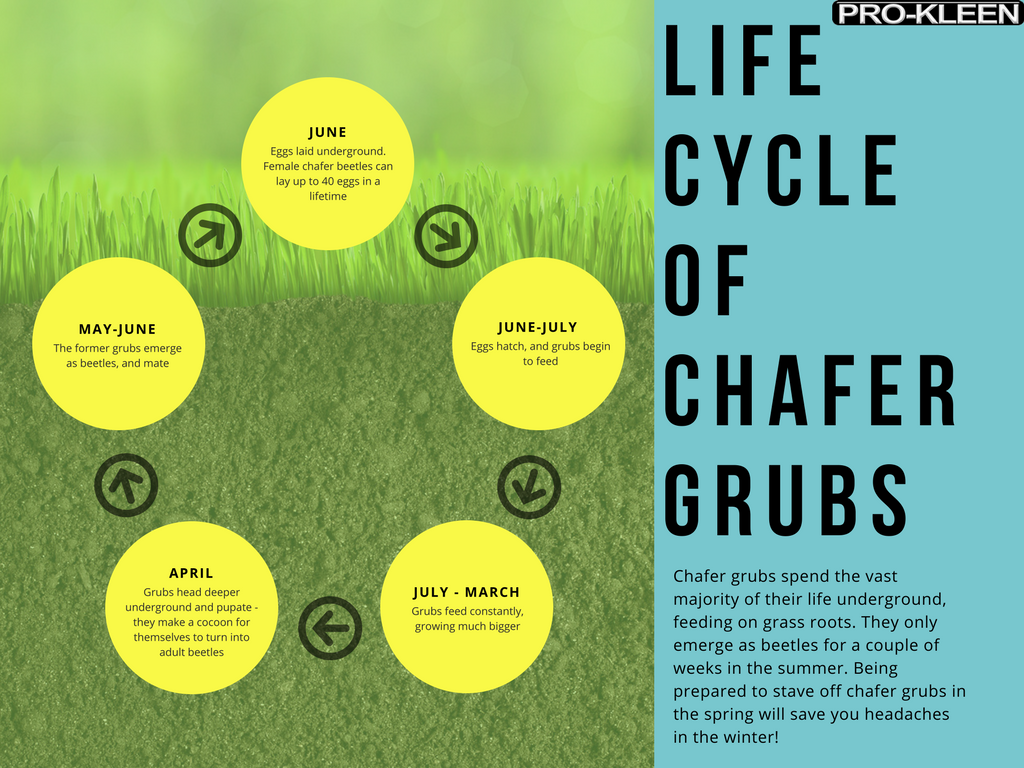 life cycle of chafer grubs