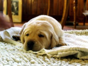 Cleaning pet stains and odours